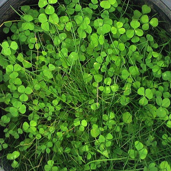 Dense green clover cover crop