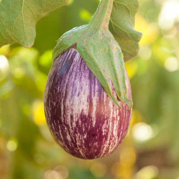 Eggplant Seeds - Grow Organic