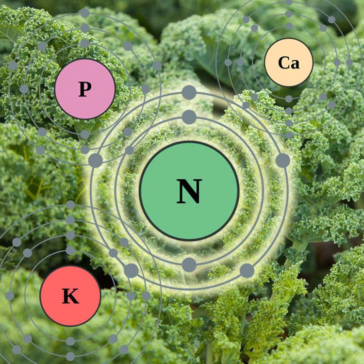 Diagram of nitrogen, phosphorus, potassium, and calcium around a garden