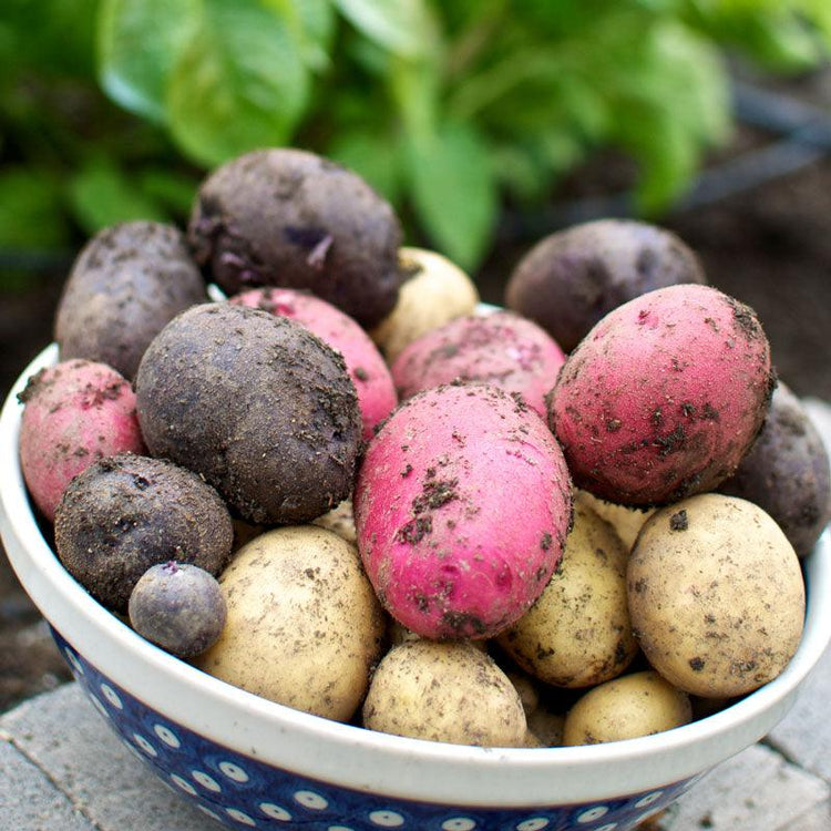 Organic Seed Potatoes - Grow Organic