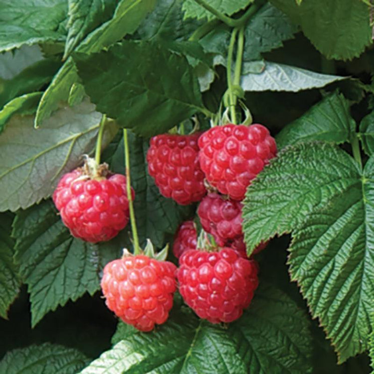 Raspberries - Grow Organic
