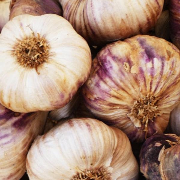 New Garlic 2025