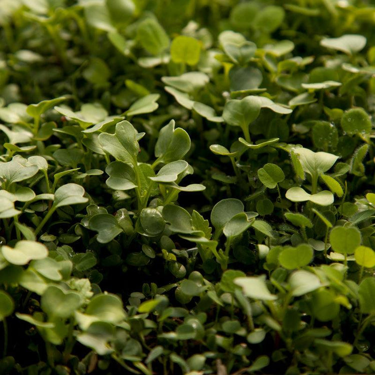 Peaceful Valley Cover Crop Mixes - Grow Organic
