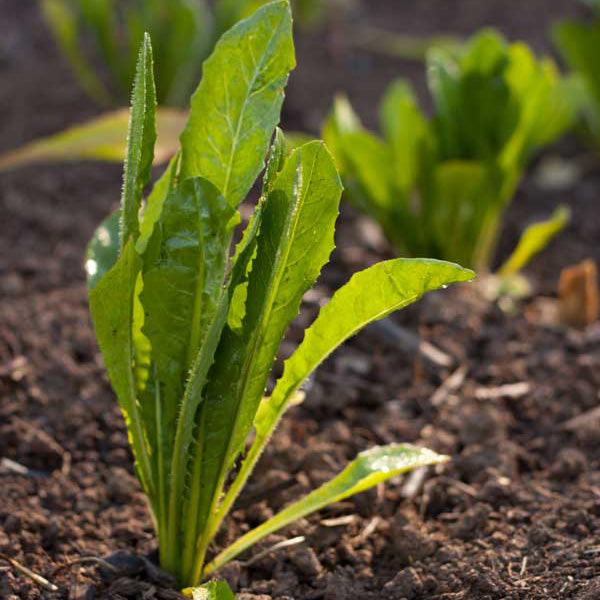 Greens Seeds - Grow Organic