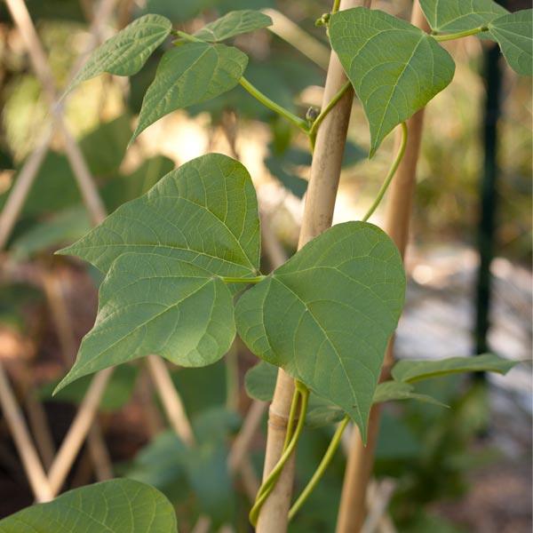 Bamboo Garden Stakes - Grow Organic