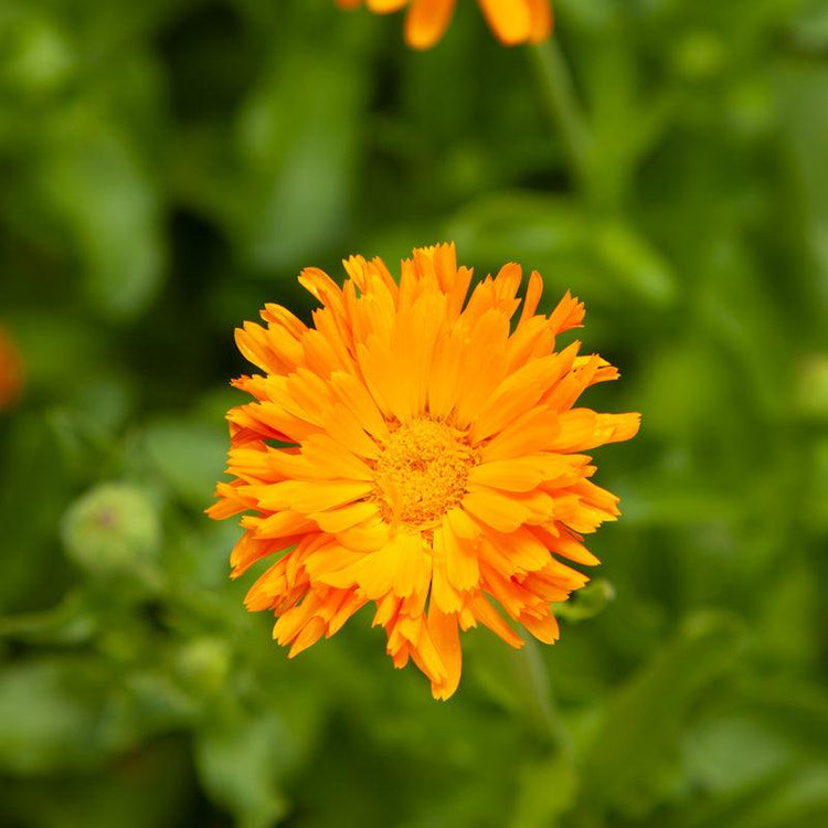 Bright orange perennial flower