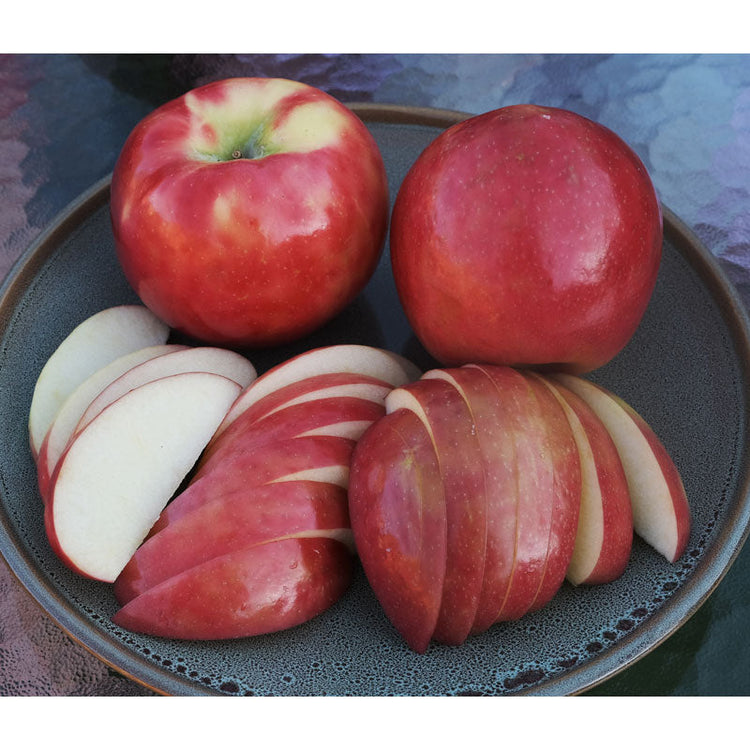 Semi-dwarf apple tree for a backyard orchard