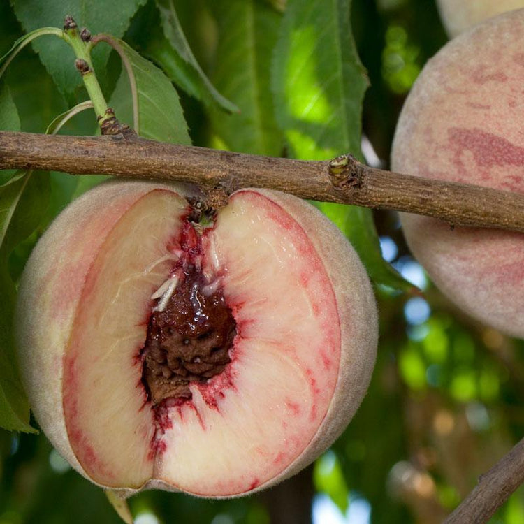 Semi Dwarf Peach Trees - Grow Organic
