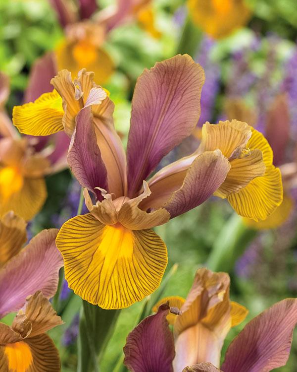 Brown and yellow iris flowers