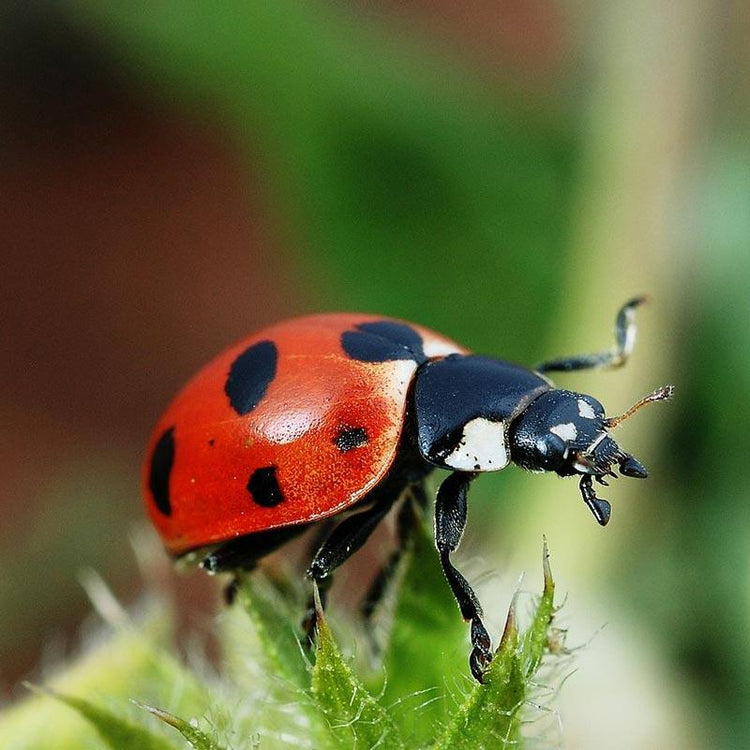 Ladybugs (Quart of approx 18,000) PV Drop Ship