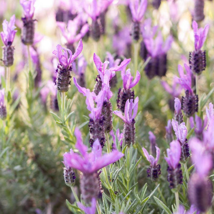 Lavender Seeds - Grow Organic