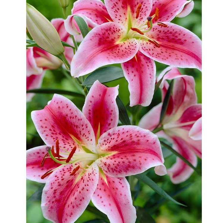 Pink lilies with speckled petals
