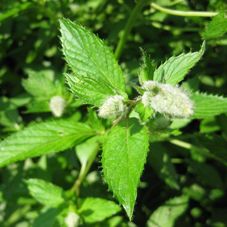 Organic Medicinal Herb Seeds - Grow Organic