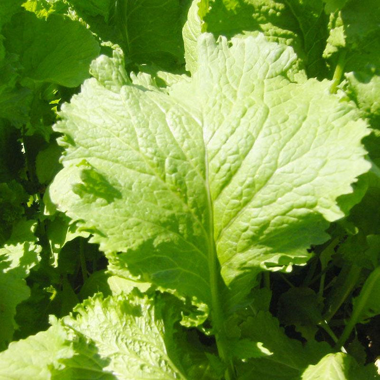 Large crinkled mustard leaf