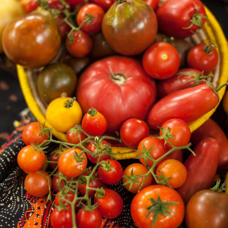 Basket of assorted ripe tomatoes