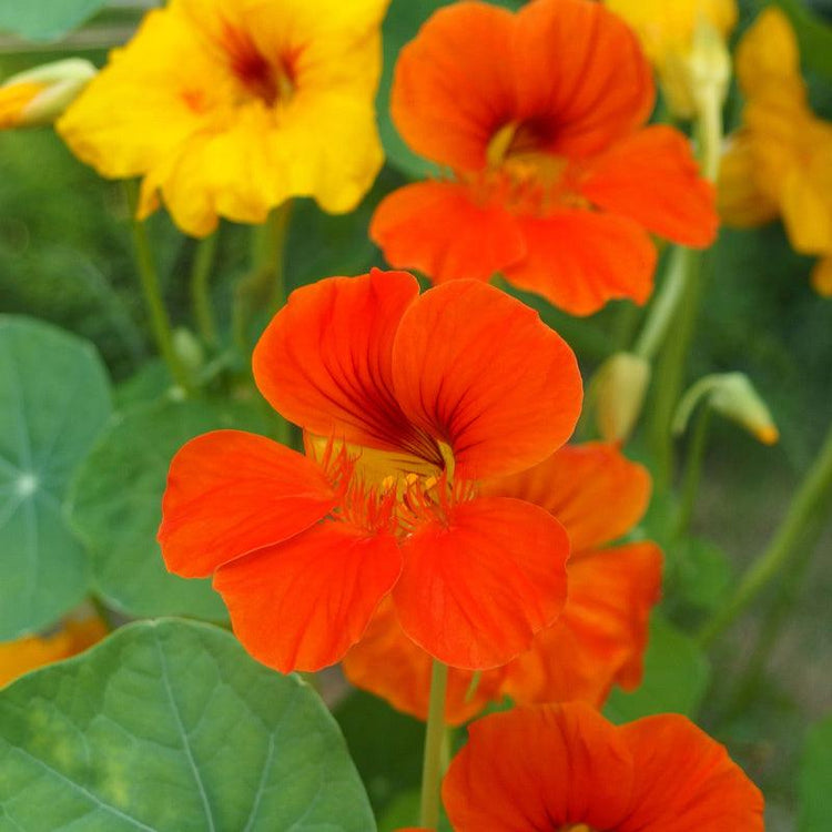 Orange nasturtium flowers among round green leaves