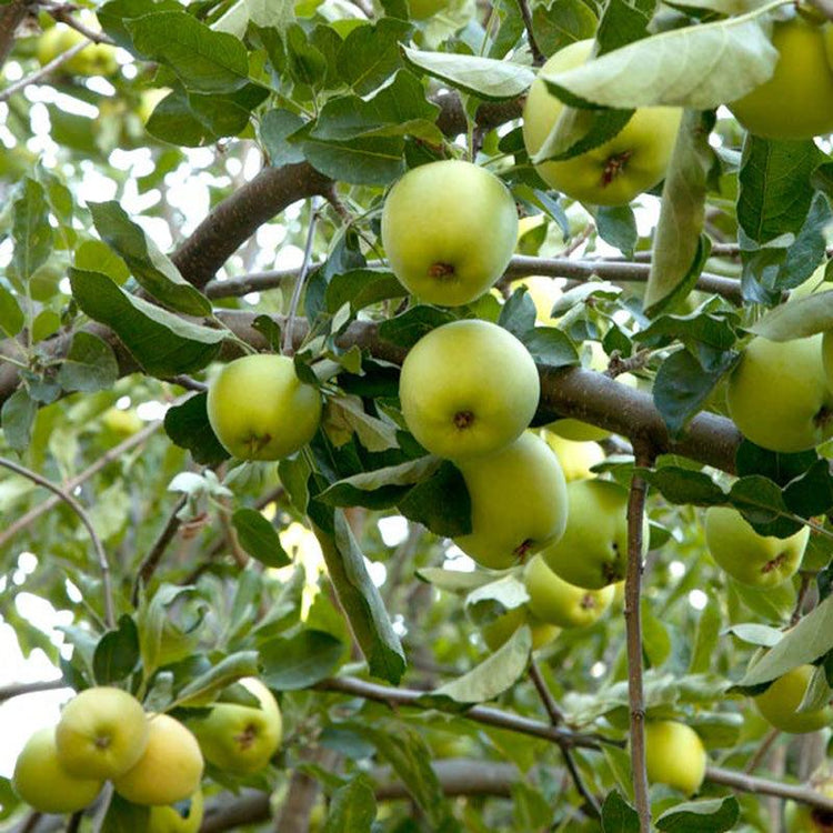 Green apples growing on a leafy tree