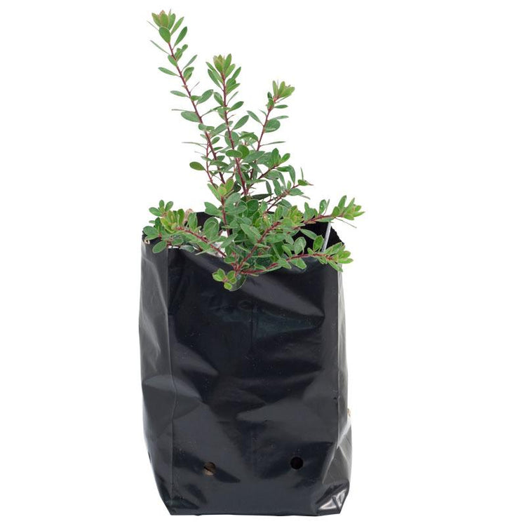 Plastic Nursery Grow Bags (1/2 Gal) Grow Organic