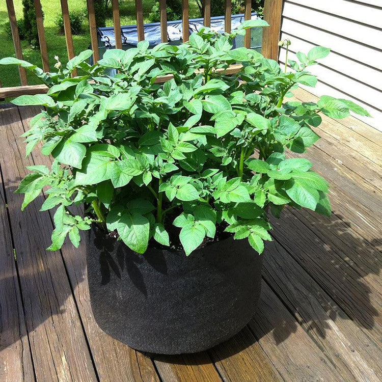 Leafy potato plant growing in a black fabric bag