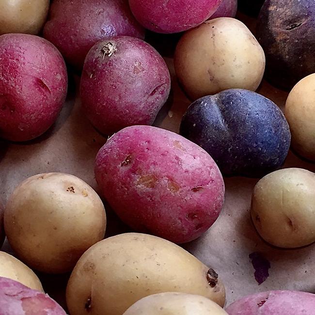 Organic Spring-Planted Seed Potatoes - Grow Organic