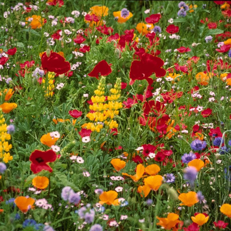 Meadow of colorful regional wildflowers