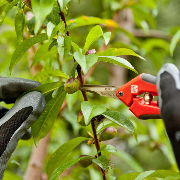 Scissors & Snips - Grow Organic