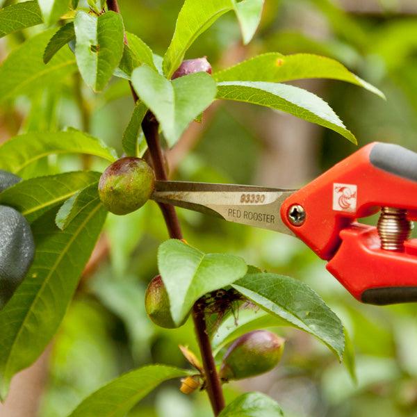 Red-handled garden shears trimming a branch