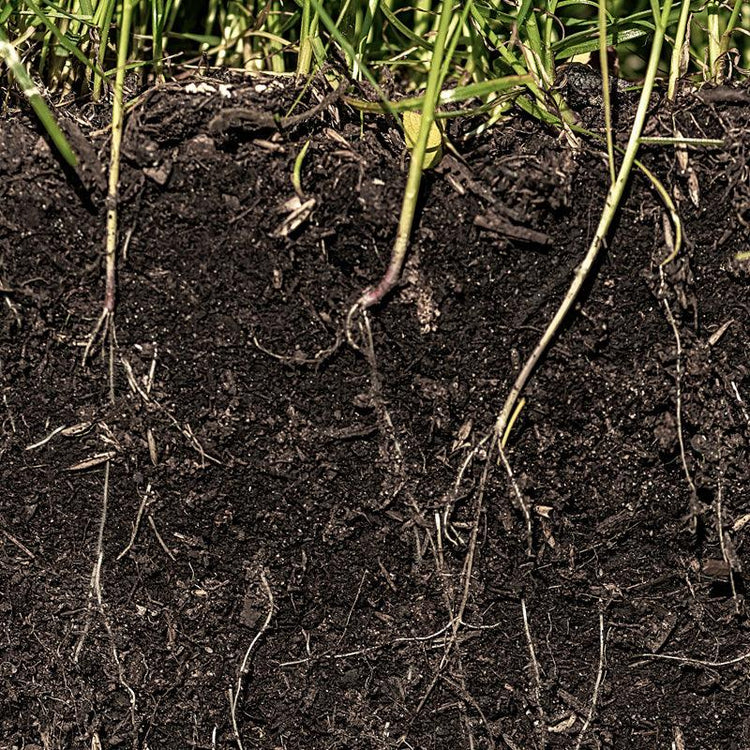 Plant roots extending through dark garden soil
