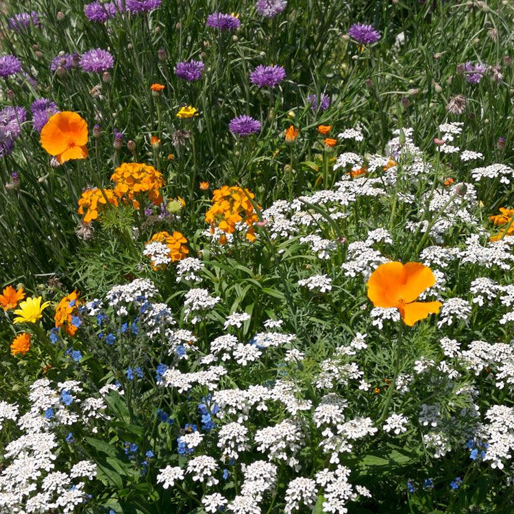 Orange, purple, and white special-use wildflowers