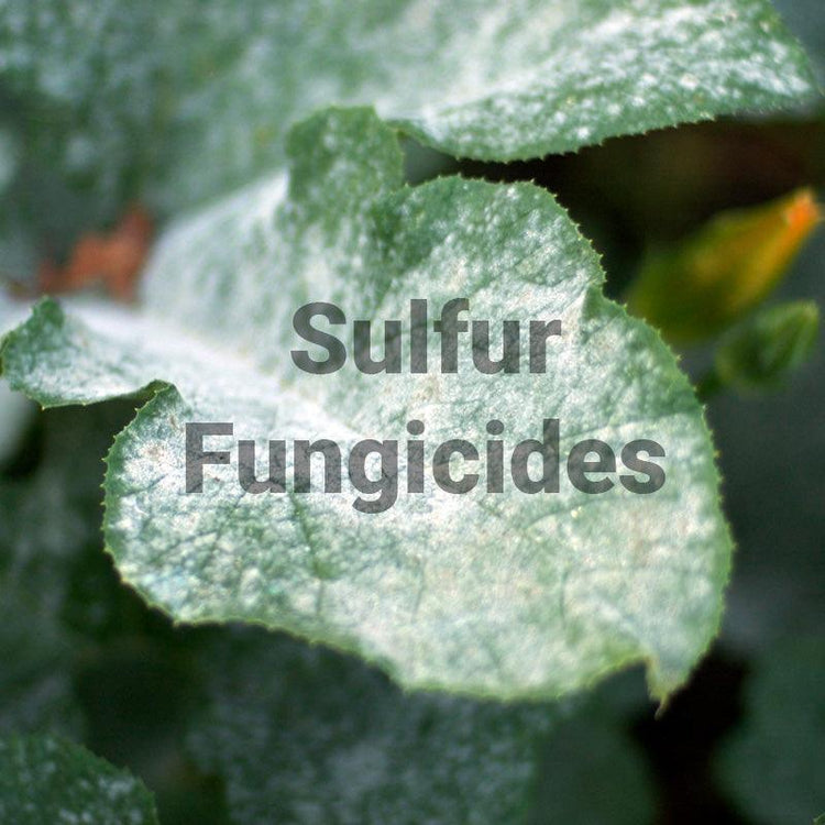 Sulfur Fungicides - Grow Organic