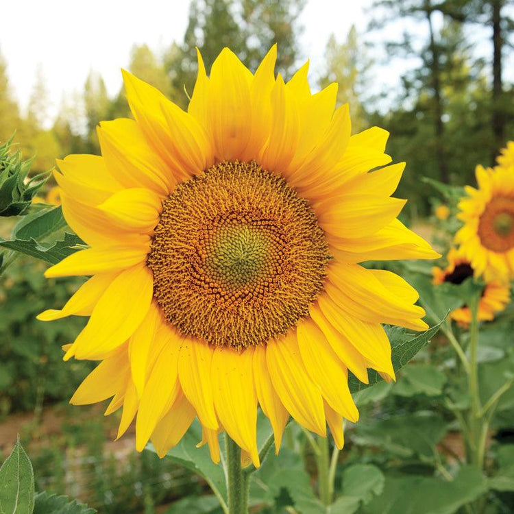 Sunflower Seeds - Grow Organic