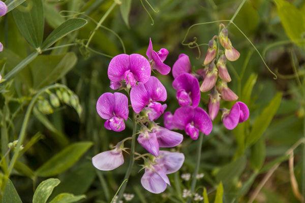 Sweet Pea Seeds - Grow Organic