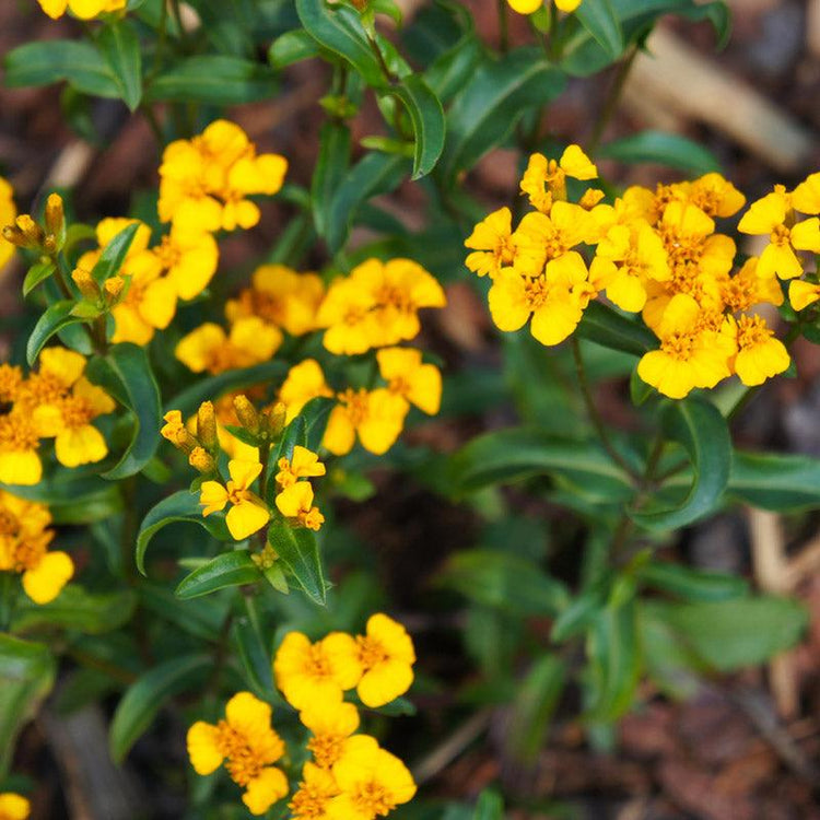 Tarragon Seeds - Grow Organic