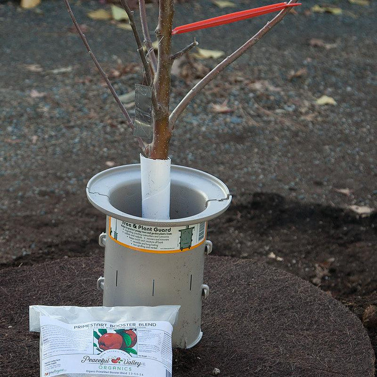 Young tree secured in a planting basin with a support collar