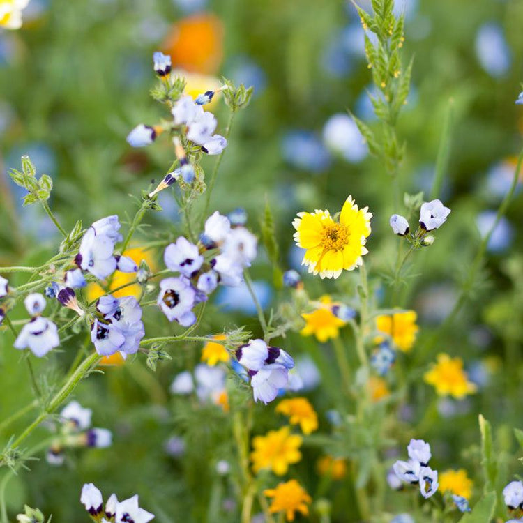 Blue, white, and yellow wildflowers