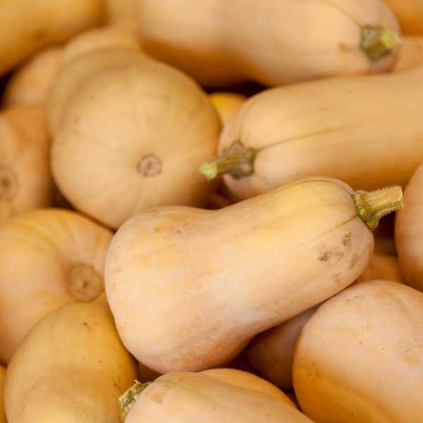Pile of tan butternut squash