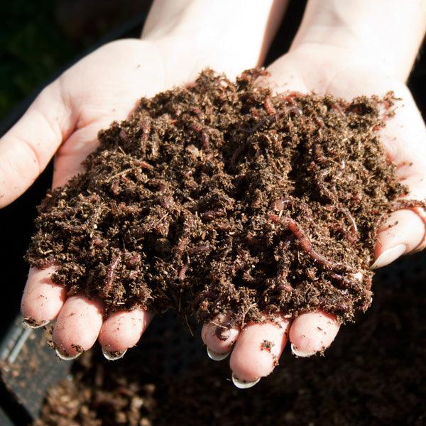 Worm Composting - Grow Organic