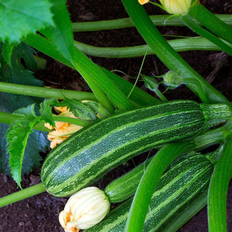 Zucchini Seeds - Grow Organic