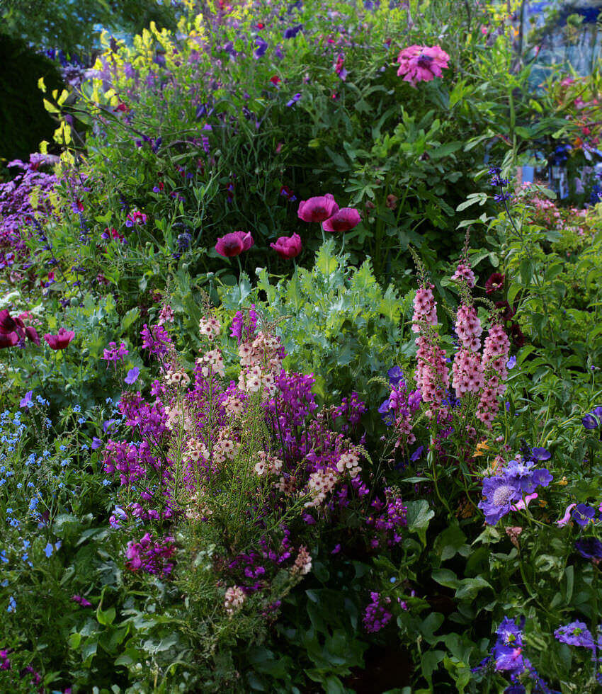 Verbascum hybrid - Southern Charm Annie's Annuals
