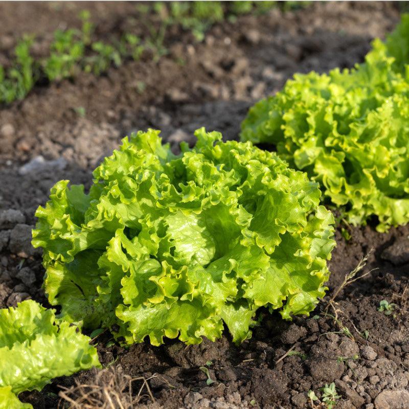 Anuenue Crisphead/Batavian Lettuce Seeds (Organic) Southern Exposure Seed Exchange