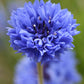 Centaurea cyanus - Blue Diadem Annie's Annuals