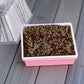 1010 Trays 2.5" Deep - Extra Strength Bootstrap Farmer