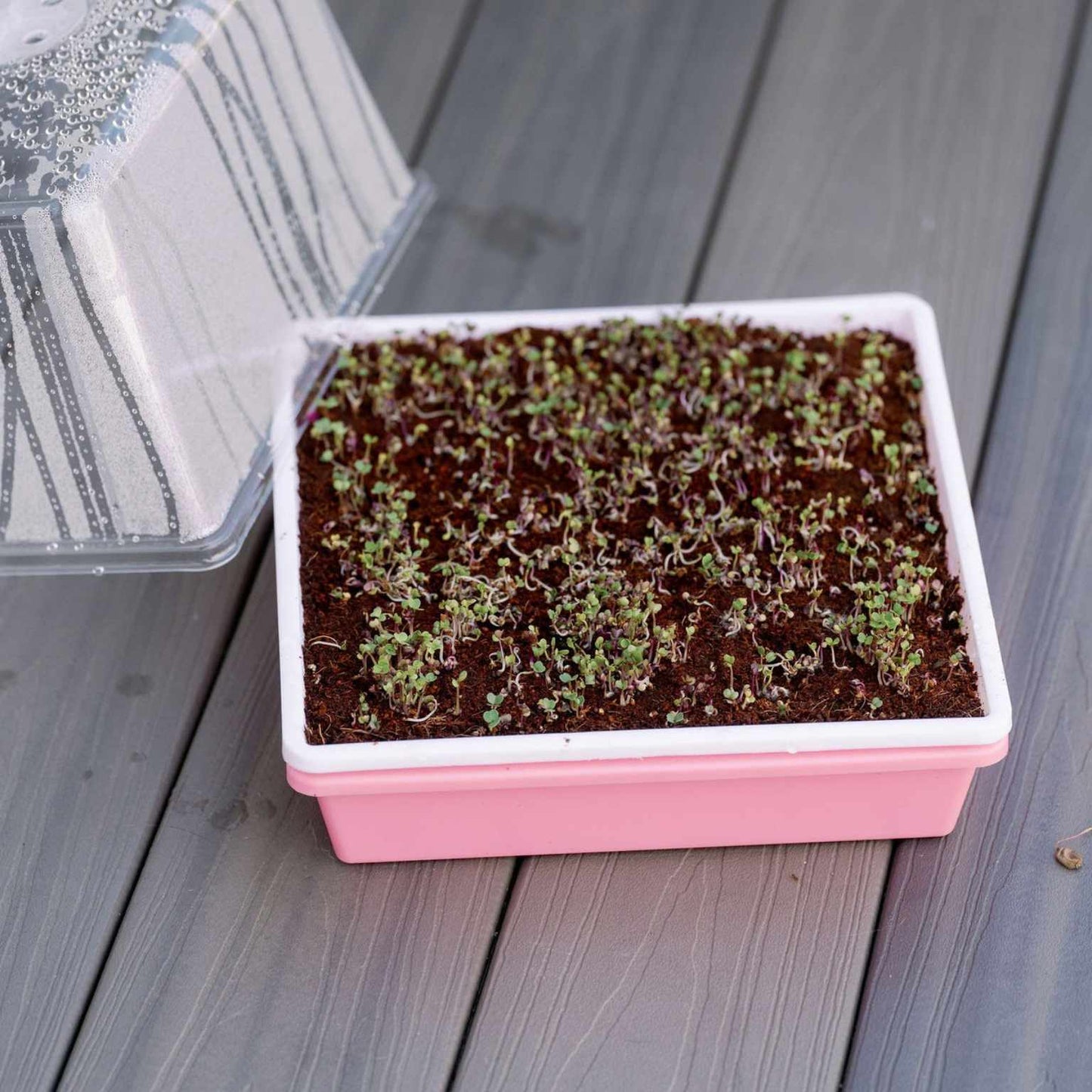 1010 Trays 2.5" Deep - Extra Strength Bootstrap Farmer