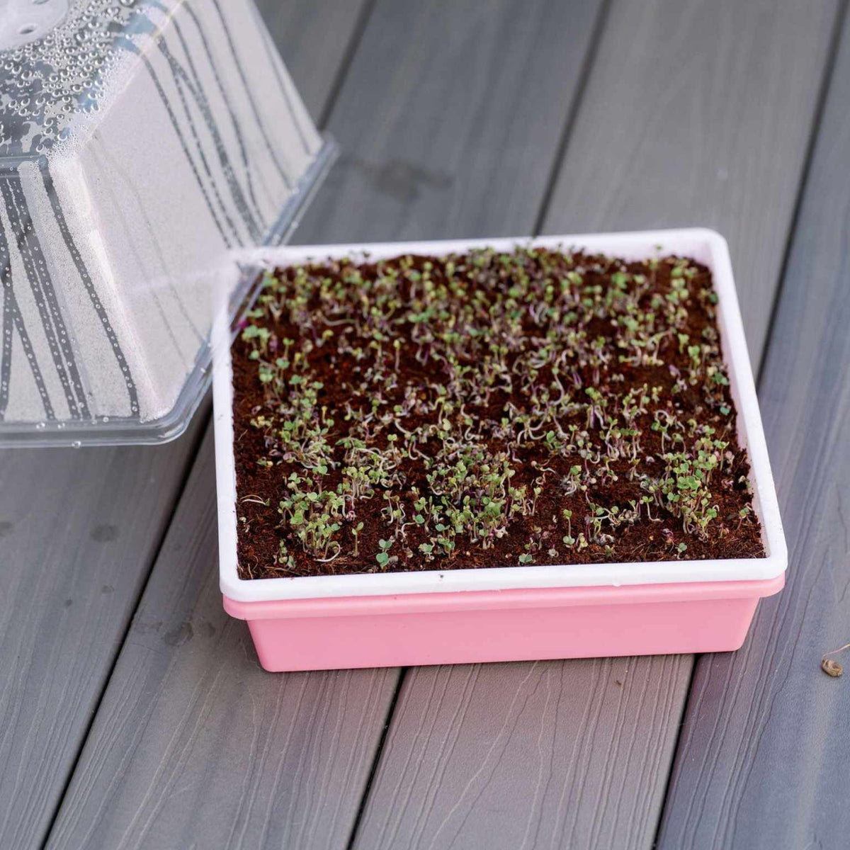 1010 Trays 2.5" Deep - Extra Strength Bootstrap Farmer