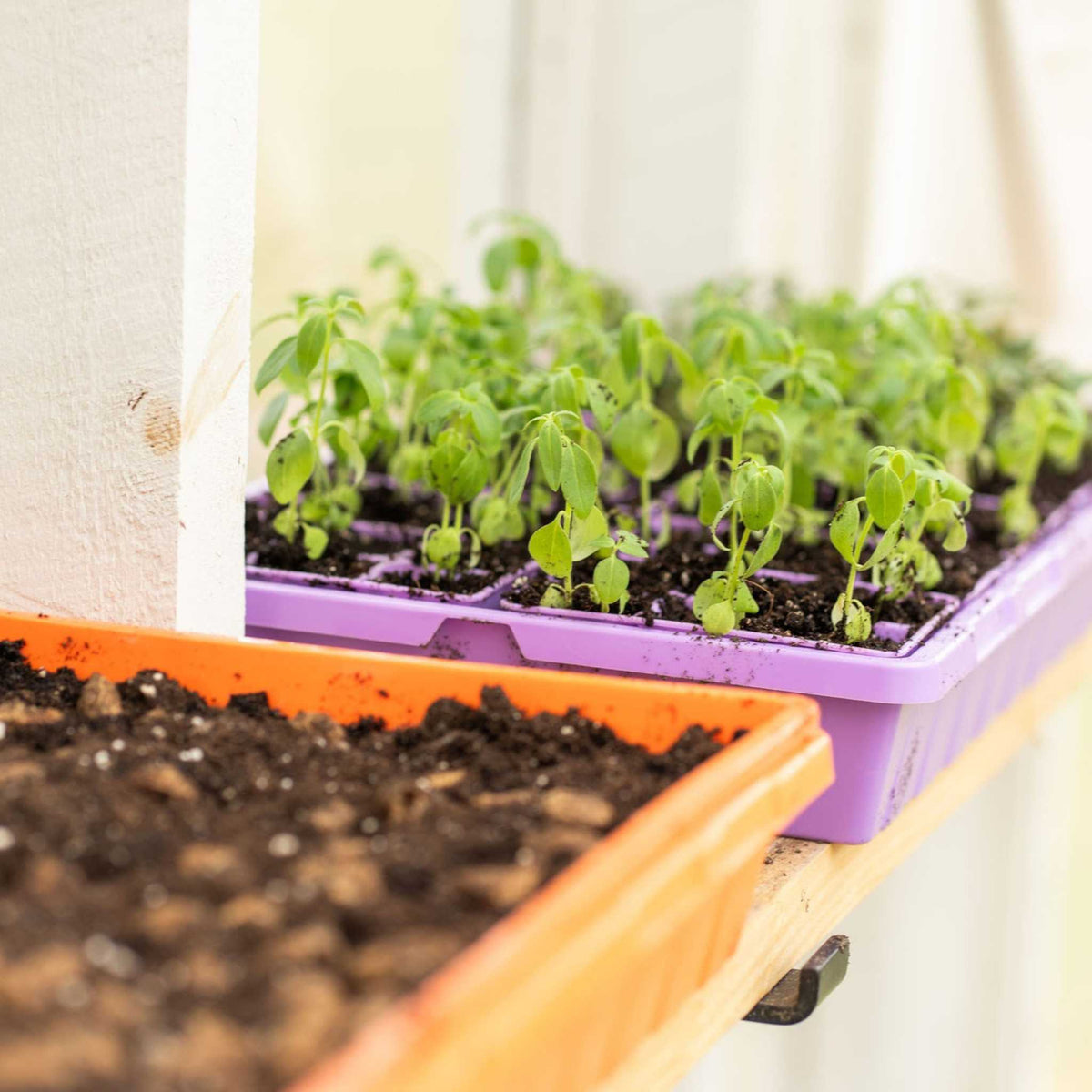 1020 Extra Strength Trays - Colors Bootstrap Farmer