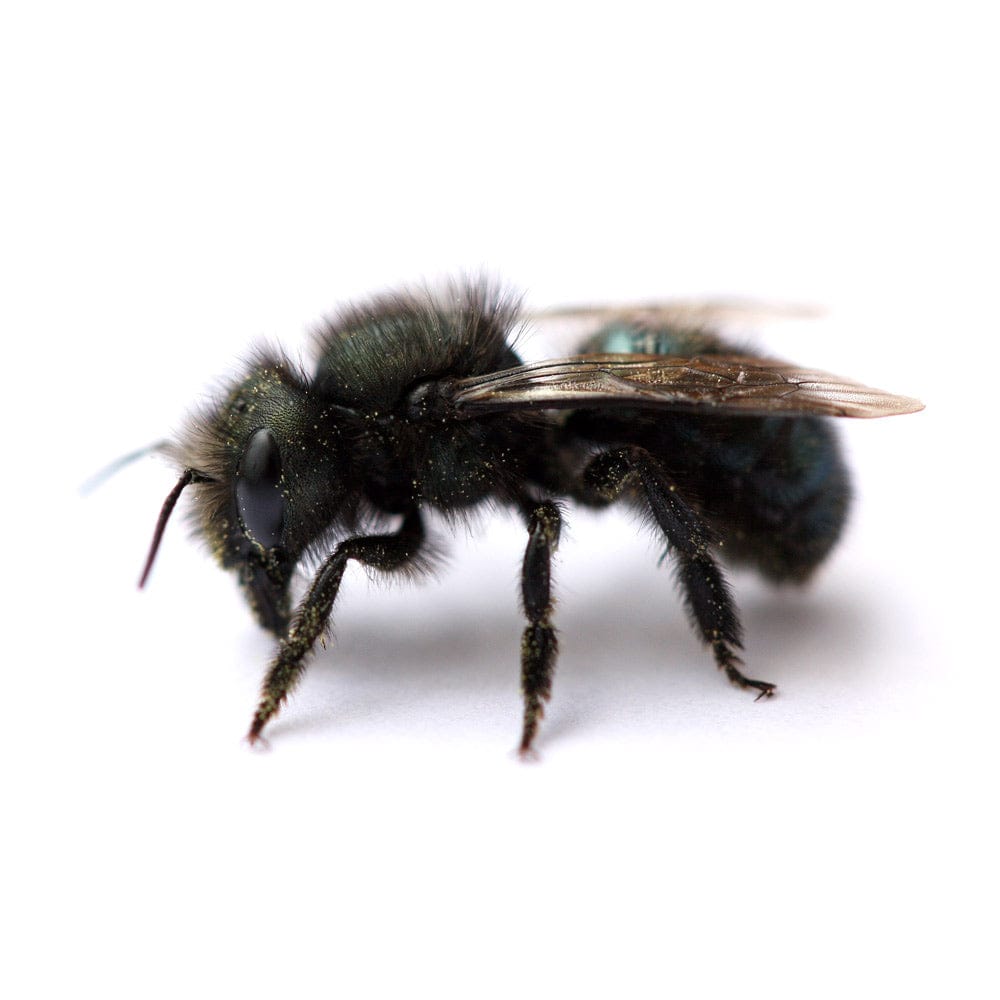 Spring Mason Bees (40ct) CrownBees