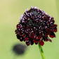 Black Knight Scabiosa Seeds High Desert Seed and Gardens
