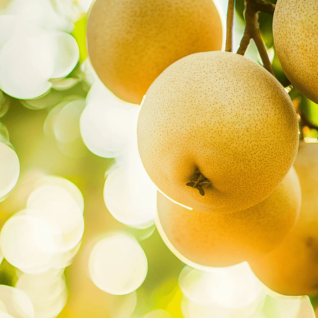 Asian Pears, 4 on 1 Multi Grafted Fruit Tree Grow Organic