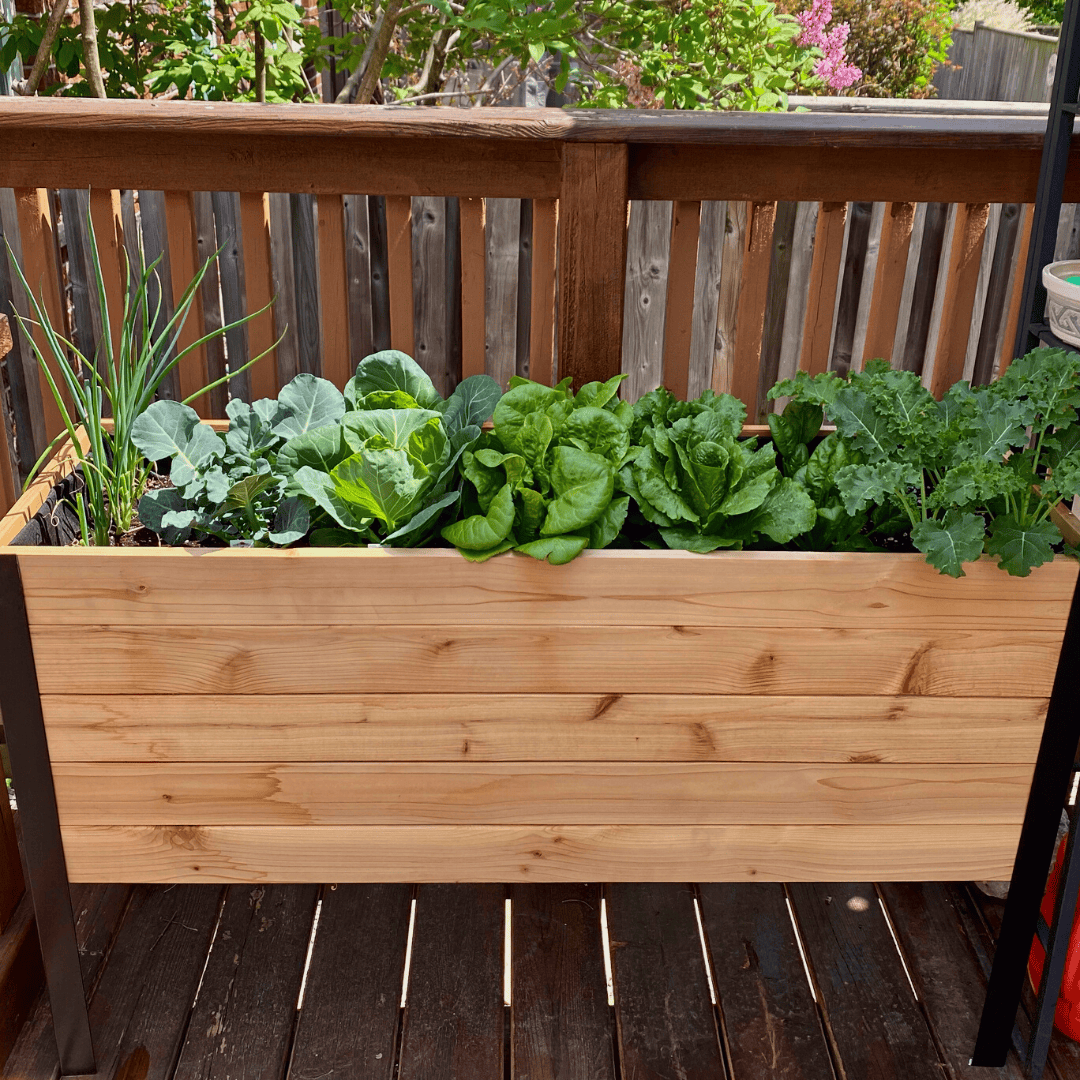 18″ x 48″ Deep Root Raised Garden Bed - 30″ TALL - Select Grade Cedar Planters