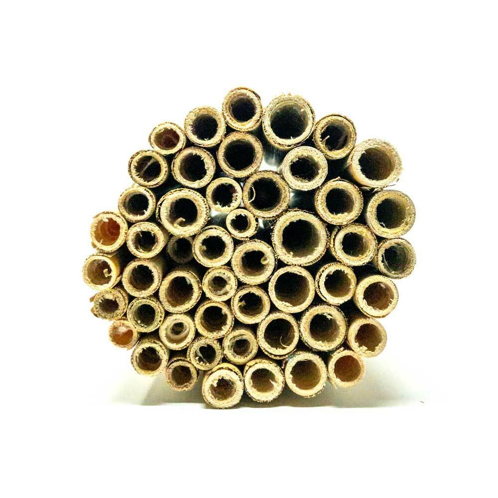 Summer Natural Reeds for Leafcutter Bees - 6mm